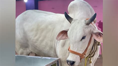Most Beautiful And Biggest Bachi Cow Of 2022 ️ Pathan Cattle Farm ️
