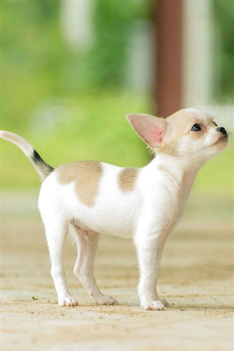 23 Teacup Chihuahua Adults For Sale L2sanpiero
