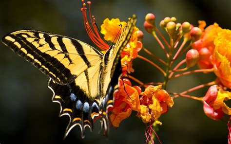 Wallpaper Butterfly Grass Flower Wings Pattern 1920x1200