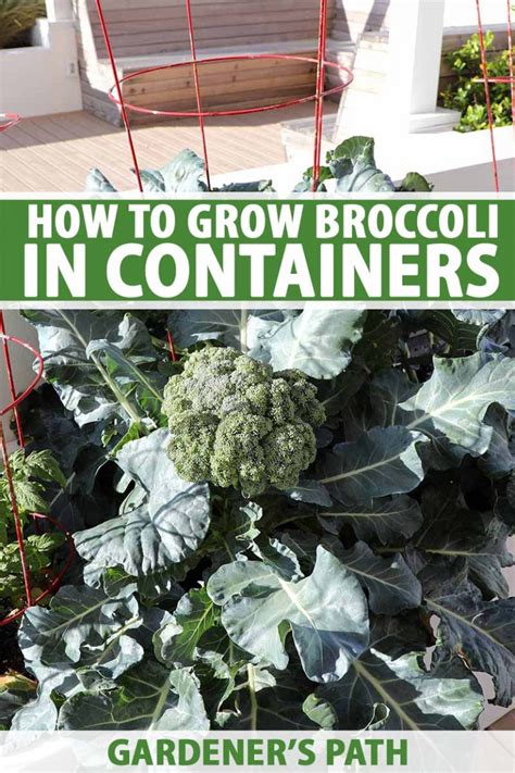 How To Grow Broccoli In Containers Gardeners Path
