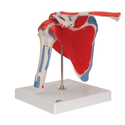 Anatomical Teaching Models Plastic Human Joint Models Shoulder