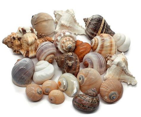 10 Assorted Hermit Crab Shells Free Shipping
