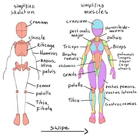 Learning Drawing Principles Human Anatomy Drawing Anatomy Tutorial Character Design