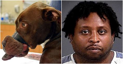 Justice For Caitlyn Animal Abuser Will Spend 15 Years In Prison