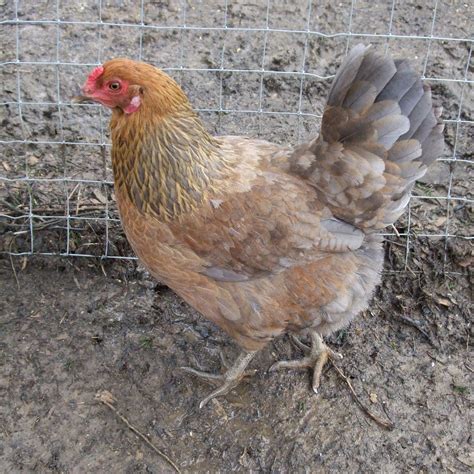 Pam S Backyard Chickens Breed Profile Ameraucana