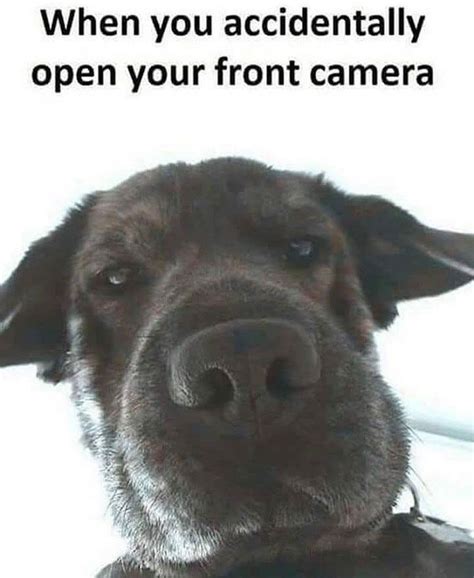 20 Funny Animal Pictures That Will Make You Laugh Out Loud
