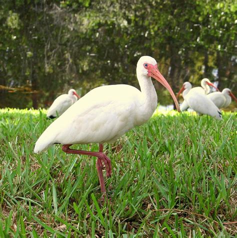 American White Ibis Birds In Orlando Florida Photograph By Anita Hiltz
