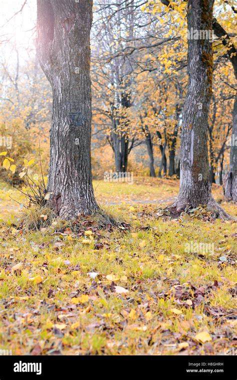Park Landscape Lonely Tree Stock Photo Alamy