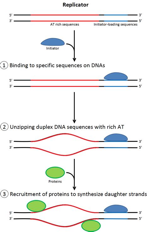 Dna Replication Wikiwand