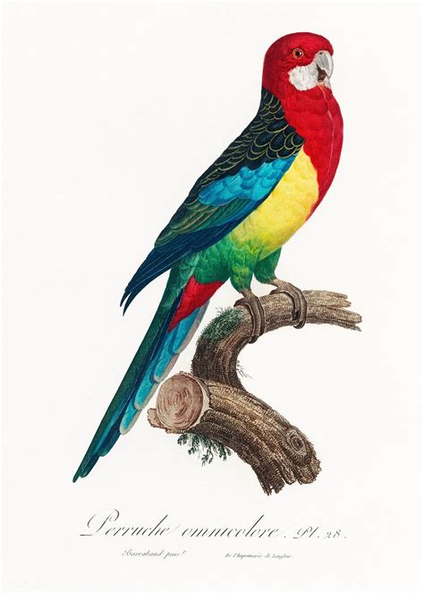 The Eastern Rosella Platycercus Eximius From Natural History Of