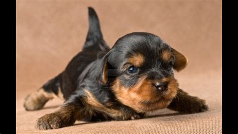 Puppy crying sound cute puppy crying sound effect why does my dog. Yorkie Puppy Crying - YouTube