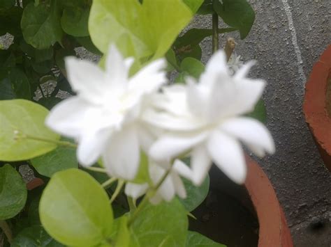In indonesia, one type of jasm. Plants Growing In My Potted Garden.: Arabian Jasmine Blooms