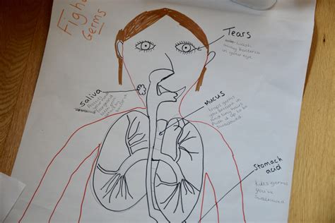 Draw Your Body Human Body Science For Kids