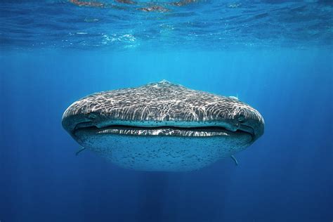 Face To Face With A Whale Shark Photograph By Barathieu Gabriel Fine