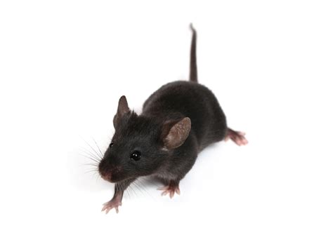 Aepma Pest Profile House Mice