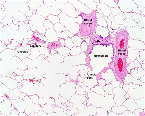 Lung Histology Labeled Bronchiole Alveolar Duct Alveoli Histology Slides Respiratory