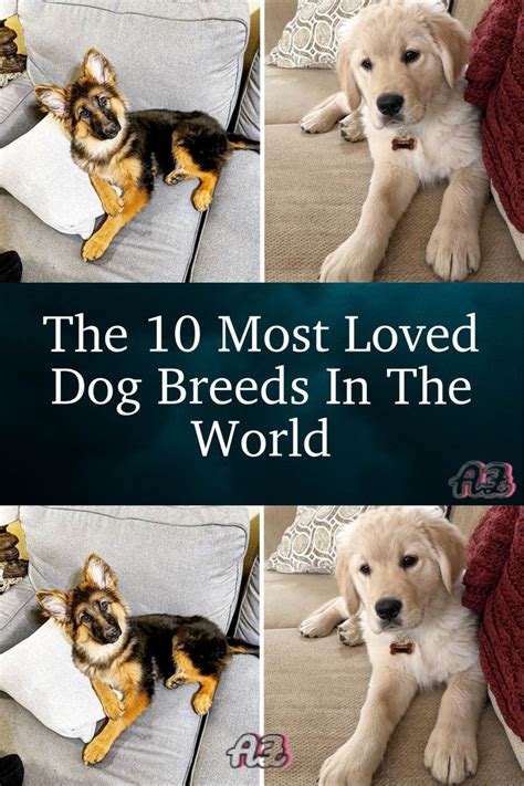 The 10 Most Loved Dog Breeds In The World In 2022 Breeds Dogs