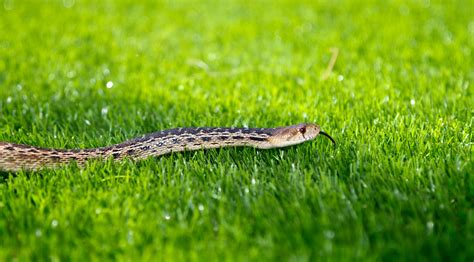 A snake in the grass is a musical number performed in the 1974 musical adaptation of the little prince. A Minor League Baseball Game Was Delayed Due To A Literal ...
