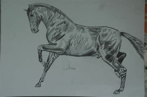 Pferde malen pferde zeichnen engel zeichnen pferd anatomie pferde skizze gemalte pferde skizzen von tieren portrait zeichnen skizze ideen. Galopp - Galopp, Hengst, Andalusier, Pferde von Stephanie ...