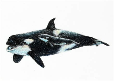 Orcas Aceo Art Coloured Pencil Drawing 25 X 35 Owl Art Print