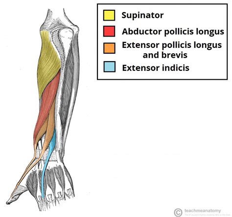 Muscles Of The Posterior Forearm Superficial Deep Teachmeanatomy