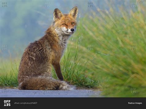 Portrait Of Red Fox Vulpes Vulpes Sitting In The Grass Looking