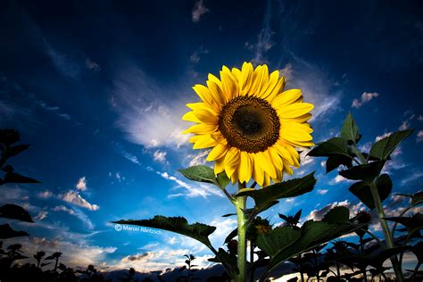 Low Angle Photo Of Yellow Sunflower On Clear Blue Sky Bavaria Hd