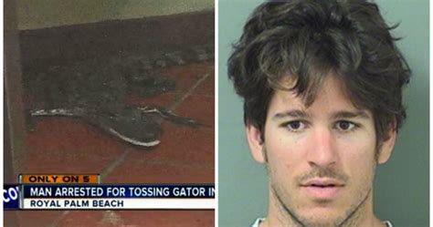 Man Charged After Tossing Alligator Through A Wendys Drive Thru Window In Florida Metro News