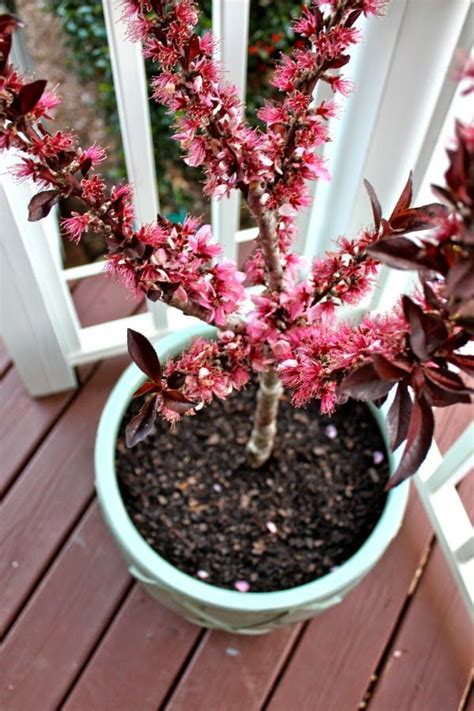 With proper care when they are young, your apple and pear cut the tree back to a height of 30 to 40 inches the day you plant it, removing any side branches. Home Depot Style Challenge Reveal (With images) | Peach ...