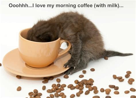 I Love My Morning Coffee Coffee Pinterest