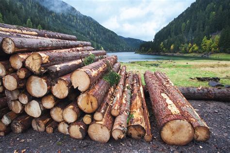 Saskatchewan Forests Being Sustainably Renewed Says Ministry