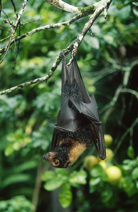 Spectacled Flying Fox Photograph By David Hosking Fine Art America