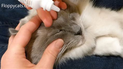 How To Apply Cat Eye Drops How To Put Eye Drops In A