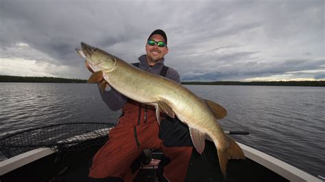 Pron artist | member since: Eagle Falls Lodge: Rare catch - Tiger Muskie!