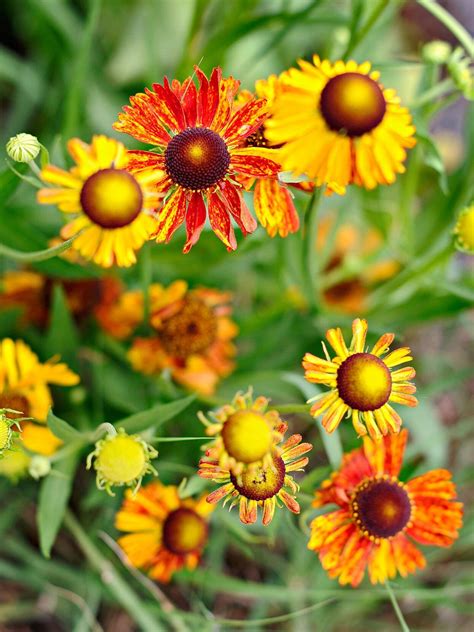25 Perennials Anyone (Yes, Anyone!) Can Grow in 2020 | Flowers perennials, Easy care plants, Plants