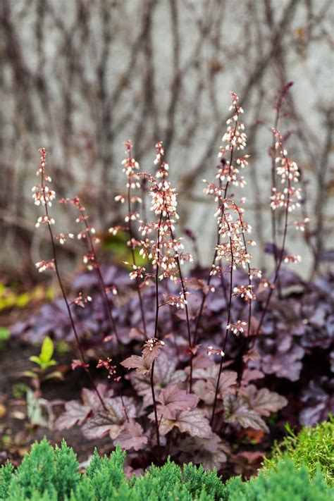 15 Shade Loving Plants That Dont Need Much Sun To Thrive Plants Shade Plants Annual Plants