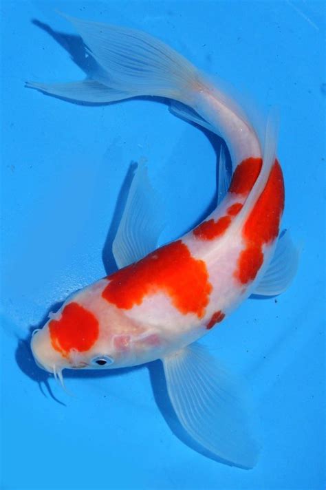 Live Koi Fish 9 10 Kohaku Butterfly Red White Long Fins Koibay