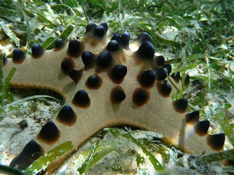 We did not find results for: Chocolate chip Starfish..... | Ocean | Pinterest