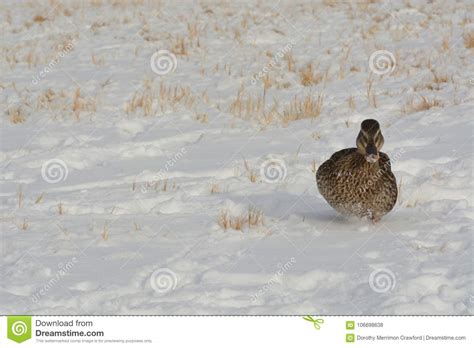 Mallard Duck Hen In Snowy Field Stock Photo Image Of Outdoors Animal