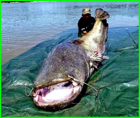 Ikan air tawar baung adalah jenis ikan air tawar yang termasuk dalam marga hemibragus,dari suku bagridae. Mengolah Kijing Besar Air Tawar : Desalinasi Mengolah Air ...