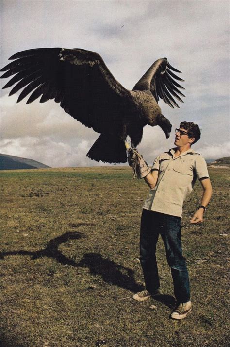 6 month old Andean condor largest flying bird in the world with a ...