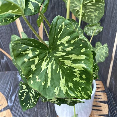 Caladium 'Hilo Beauty' – Floraria Secret Garden (SG)