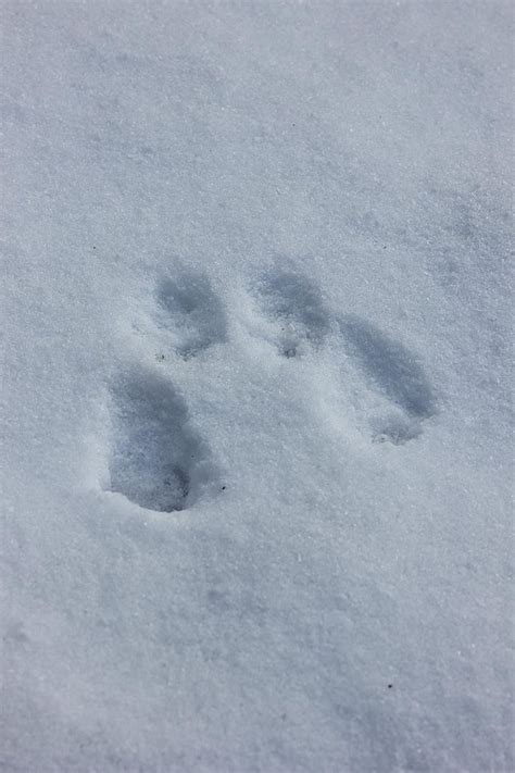 48 Animal Tracks In Snow Michigan The Latest Temal
