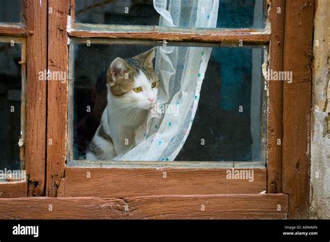 Cat Staring Out Of Window From Behind Net Curtain Stock Photo Alamy