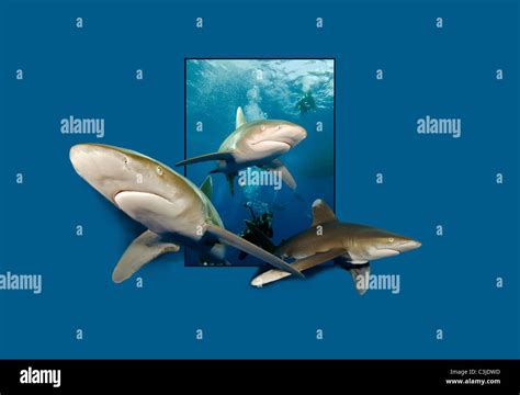 Oceanic Whitetip Shark Teeth Hi Res Stock Photography And Images Alamy