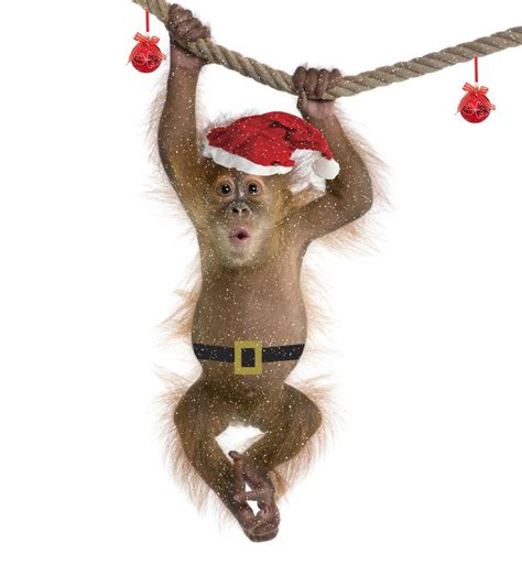Christmas Monkey Yahoo Image Search Results Year Of The Monkey