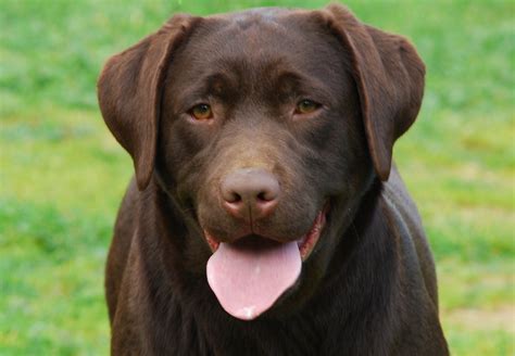 Coming up in this article, we have compiled lists of awesome labrador names specifically for certain characteristics, such as black lab names, yellow lab names, chocolate lab names, male or female lab names, as well as names with a variety of inspirations. 10 Best Labrador Dog Names
