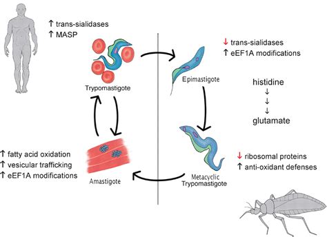 The Trypanosoma Cruzi Proteome Science