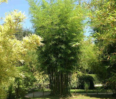Best Clumping Bamboos Never Run Again Bambu Batu