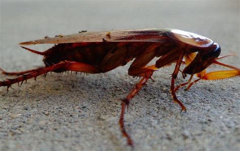 Blog How To Tell If Your Honolulu Hi Home Has A Cockroach Problem